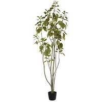 6ft. Potted Green Smoke Tree