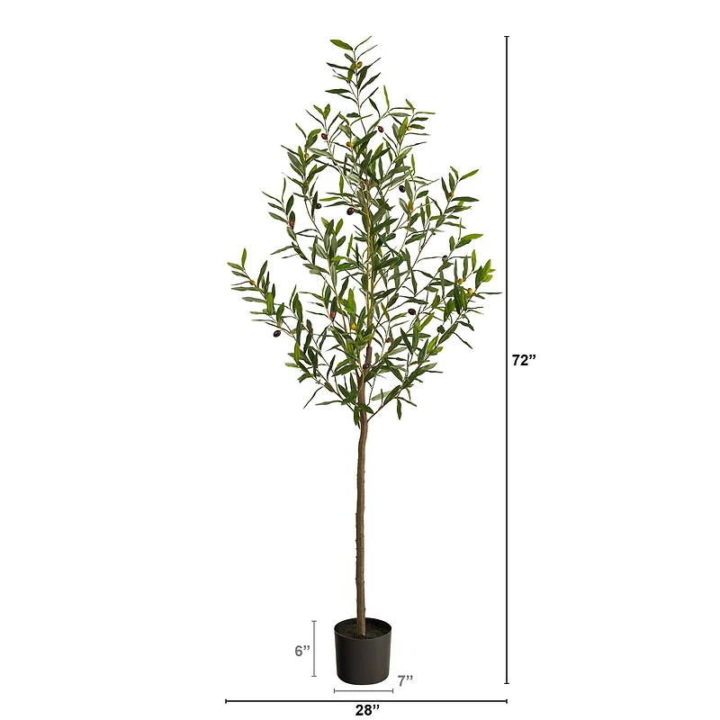 6ft. Potted Olive Tree