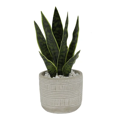 Flora Bunda® 12" Snake Plant In 4.75" Pueblo Cement Pot