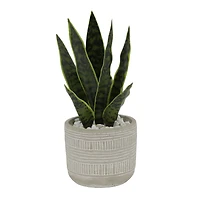 Flora Bunda® 12" Snake Plant In 4.75" Pueblo Cement Pot