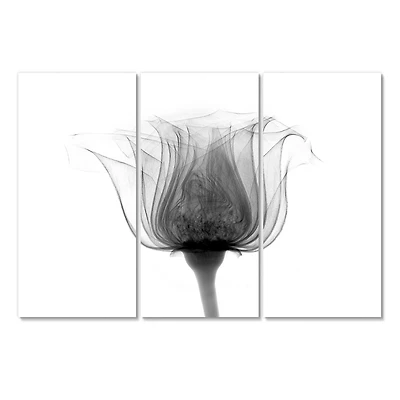 Designart - Rose ,Noma X-Ray