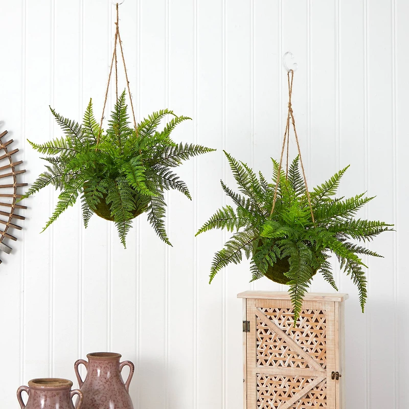 13'' Leather Fern in Mossy Hanging Basket, 2ct.
