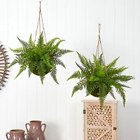 13'' Leather Fern in Mossy Hanging Basket, 2ct.