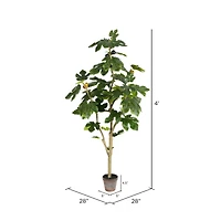 4ft. Potted Fig Tree