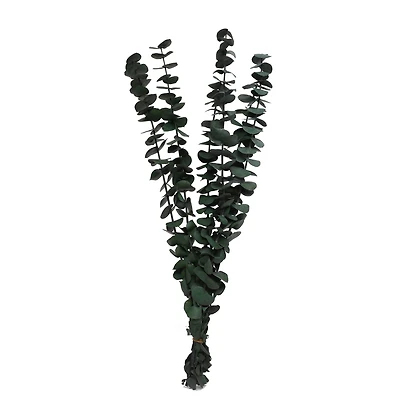 24" Eucalyptus Bundle by Ashland