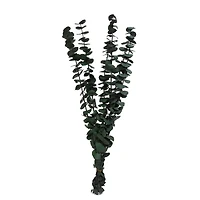24" Eucalyptus Bundle by Ashland