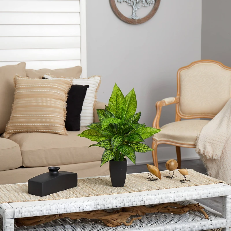 21" Dumb Cane Plant in Decorative Black Planter