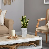 18" Snake Plant in Embossed White Planter