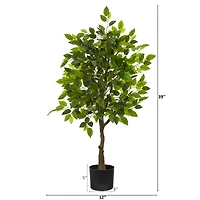 3.25ft. Potted Ficus Tree
