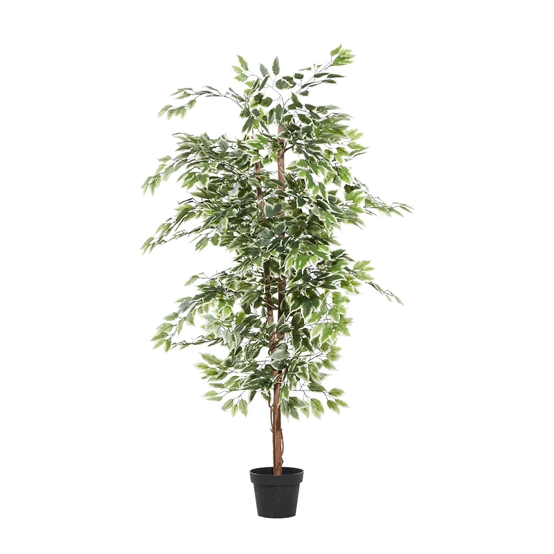 6ft. Potted Ficus Tree