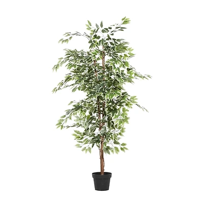6ft. Potted Ficus Tree
