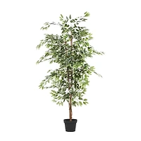 6ft. Potted Ficus Tree