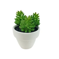 Assorted Micro Premade Succulent, 1pc. by Ashland®