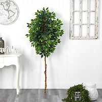 6ft. Single Ficus Tree
