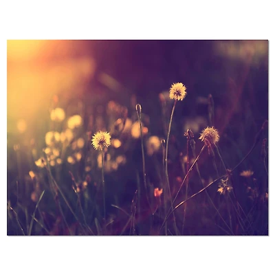 Designart - Vintage Dandelion Meadow Photo