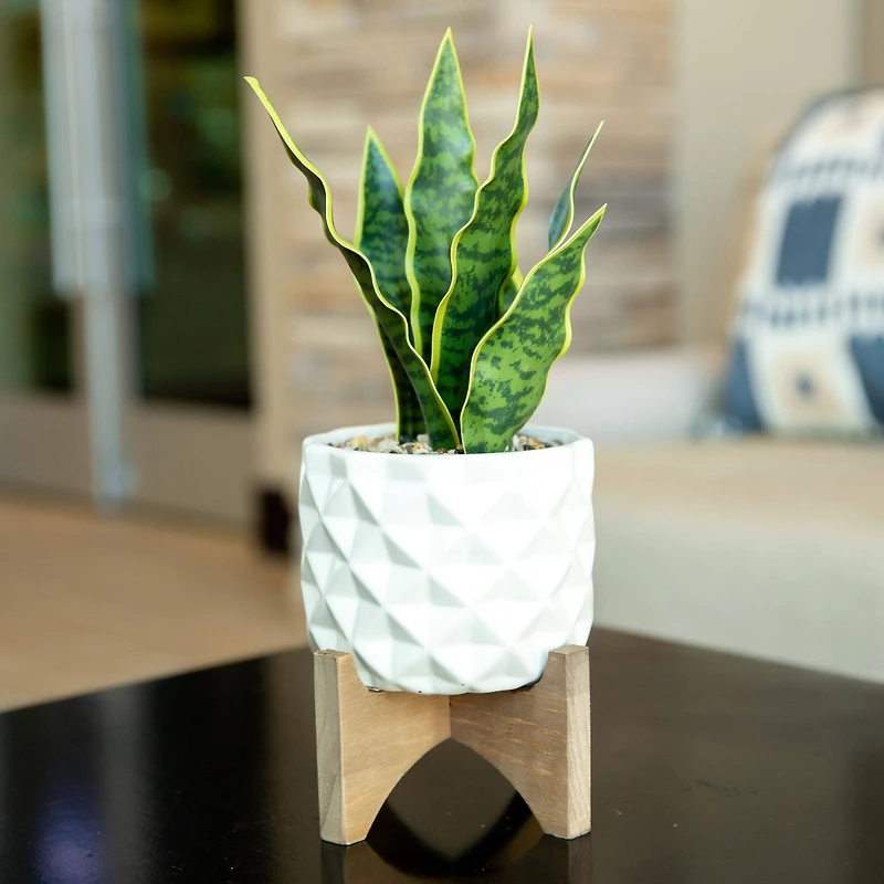 Flora Bunda® 12.5" Snake Plant in Ceramic Planter with Stand