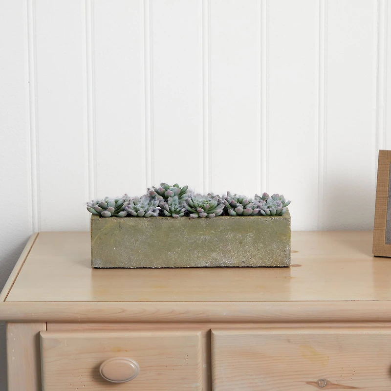 13.5" Succulent Garden with Textured Concrete Planter
