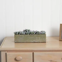 13.5" Succulent Garden with Textured Concrete Planter