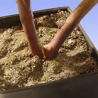 15" Fuchsia Peony Flower