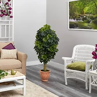 5ft. Umbrella Tree in Terra Cotta Planter