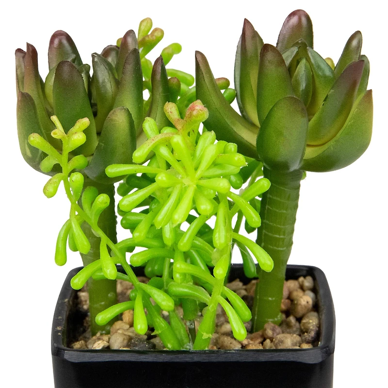 6" Potted Green Succulent Arrangement