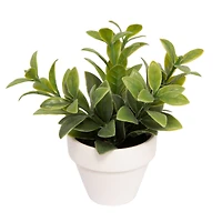 Assorted Micro Premade Leaf Plant, 1pc. by Ashland®