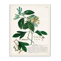 Stupell Industries Botanical Plant Lavrvs Illustration Wall Art Plaque