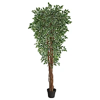 5.8ft. Potted Variegated Ficus Tree