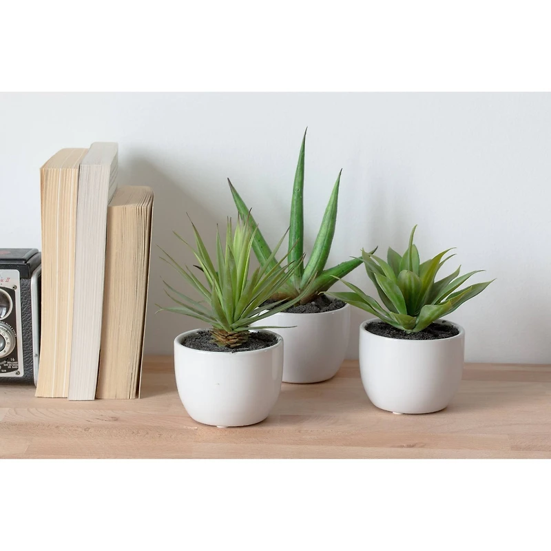 Potted Agave Plant Collection 3ct.