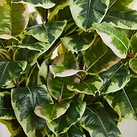 4ft. Variegated Rubber Leaf Tree In White Tower Vase