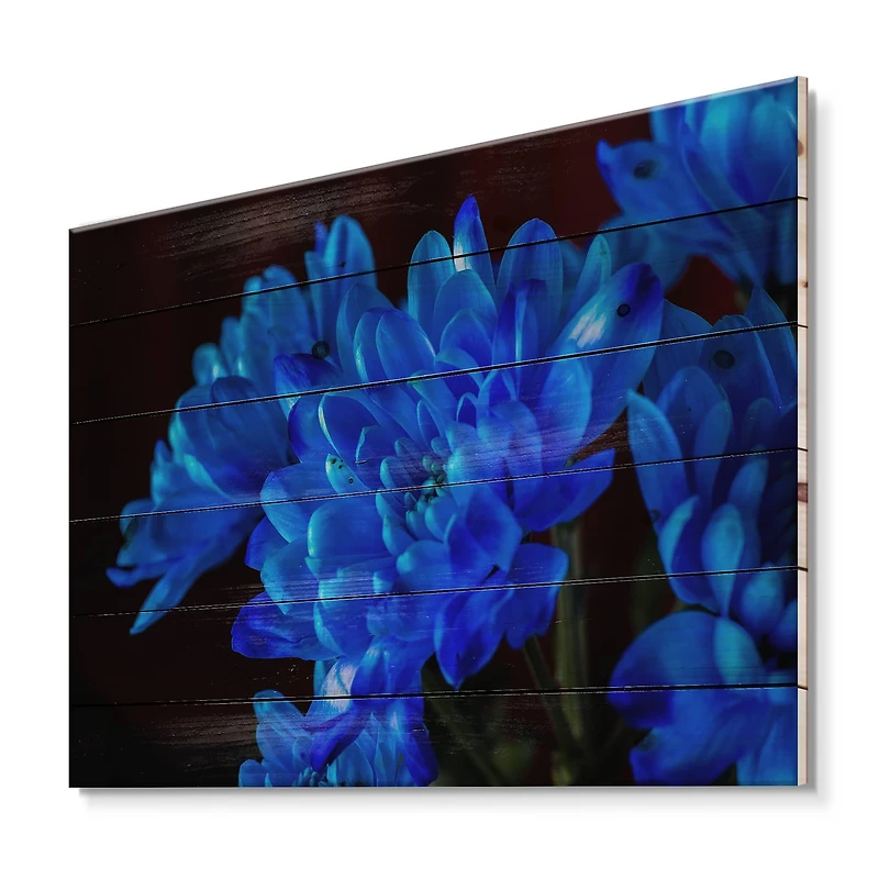 Designart - Blue Chrysanthemum Flowers On Black II