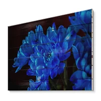 Designart - Blue Chrysanthemum Flowers On Black II
