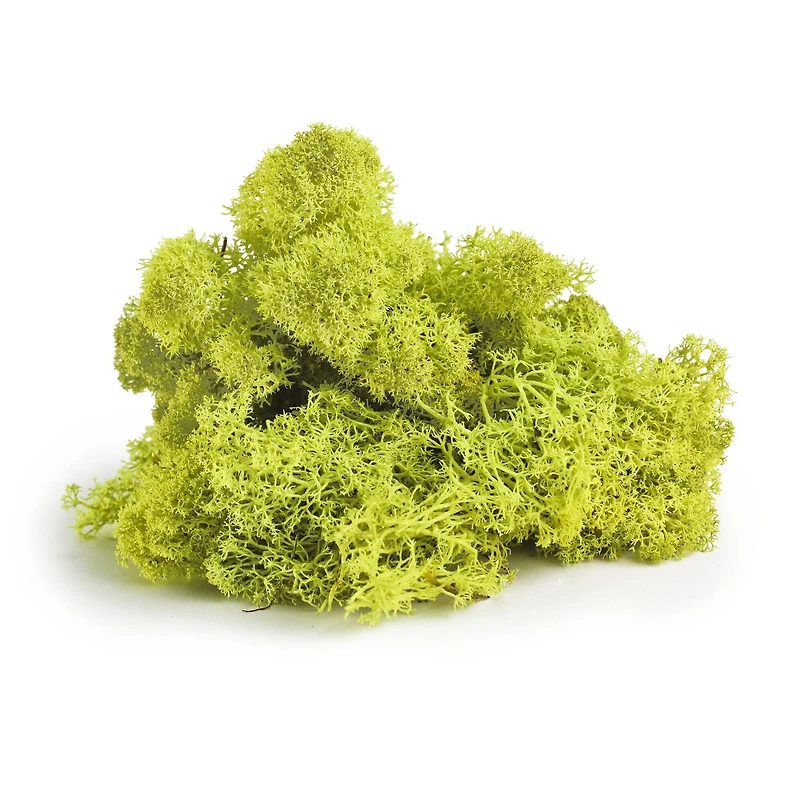 SuperMoss® Preserved Reindeer Moss, 8oz.