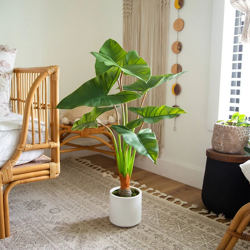3.5ft. Arrowhead Philodendron in White Decorative Planter