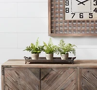 11" Potted Fern Plant Set