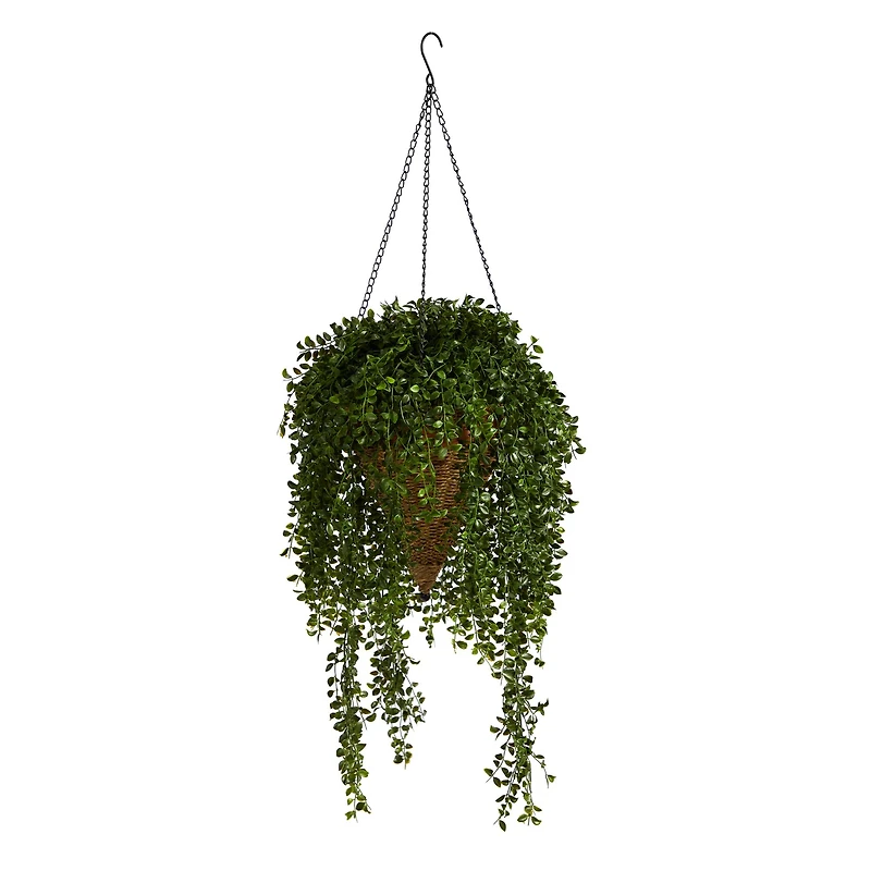 4ft. Honey Locust Plant in Hanging Cone Basket
