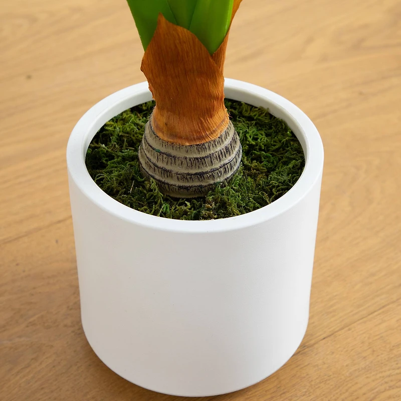 3.5ft. Arrowhead Philodendron in White Decorative Planter