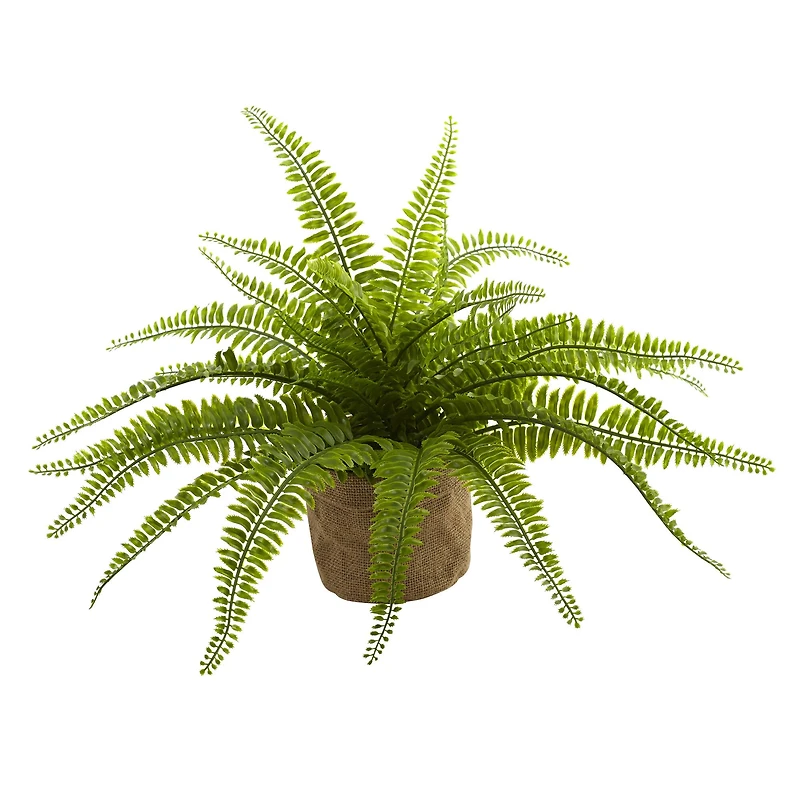 15" Boston Fern with Burlap Planter, 2ct.