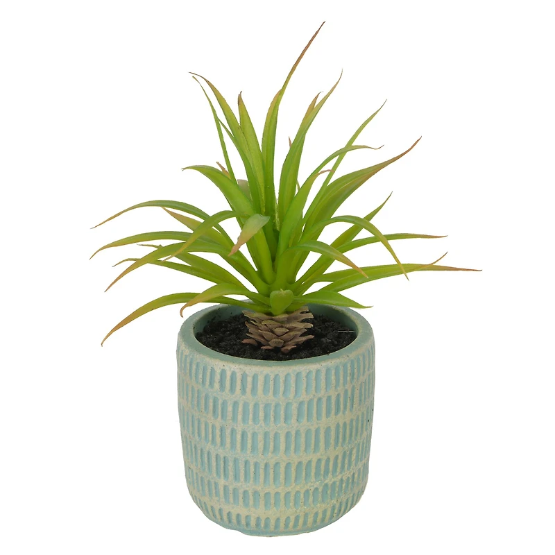 7.5" Aloe in Blue Pot by Ashland®