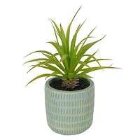 7.5" Aloe in Blue Pot by Ashland®