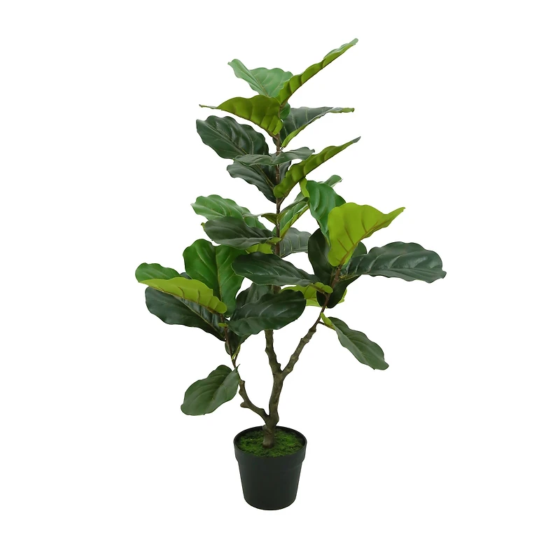 3ft. Potted Green Fiddle Leaf Fig Tree by Ashland®