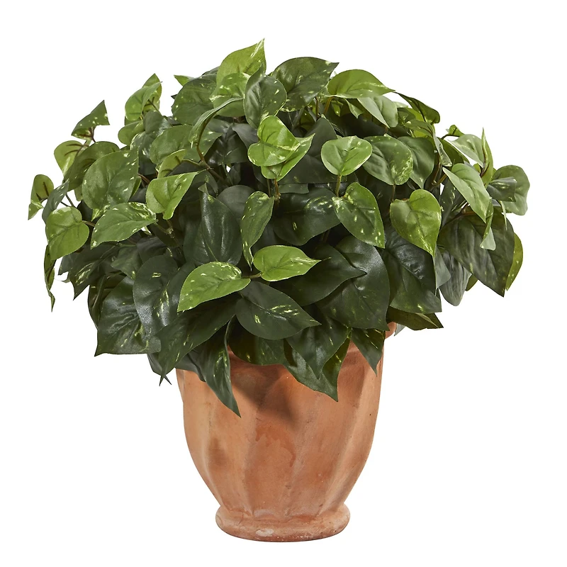 17" Pothos Plant in Terracotta Planter