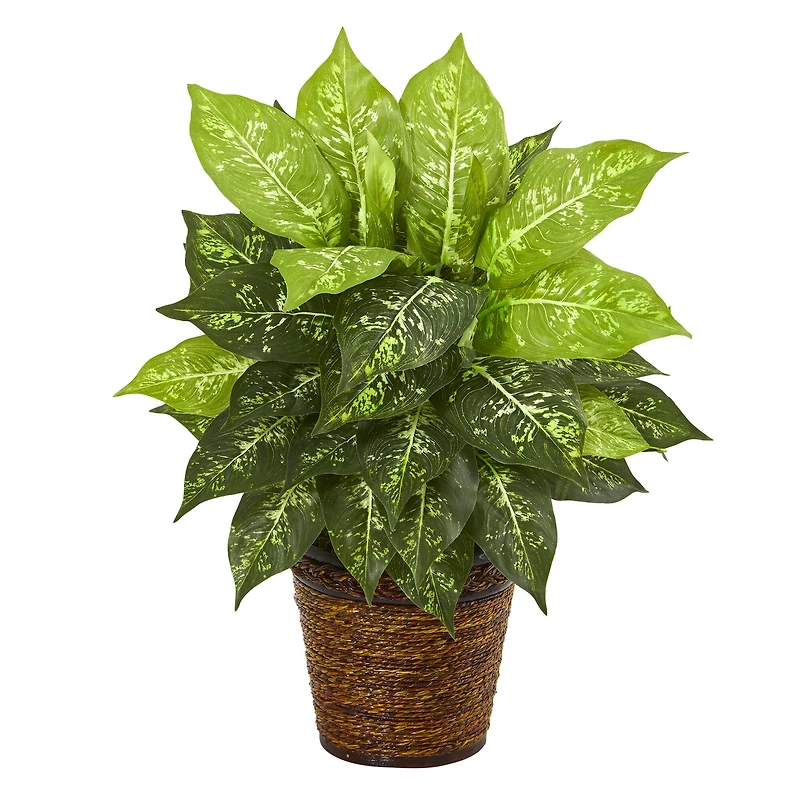 19'' Dumb Cane Plant in Basket