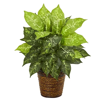 19'' Dumb Cane Plant in Basket
