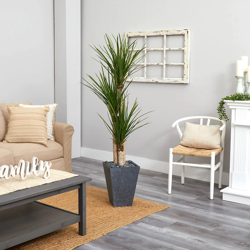 5.5ft. Triple Stalk Yucca Plant in Slate Planter