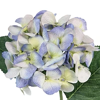 12 Pack: Indigo & Green Hydrangea Stem by Ashland®