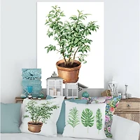 Designart - Ficus Benjamina In Clay Flowerpot