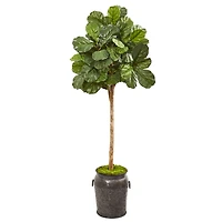 6ft. Fiddle Leaf Fig Tree in Metal Planter