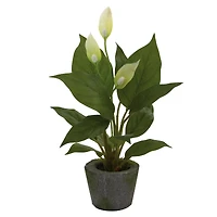 11" Peace Lily with Cement Planter, 3ct.
