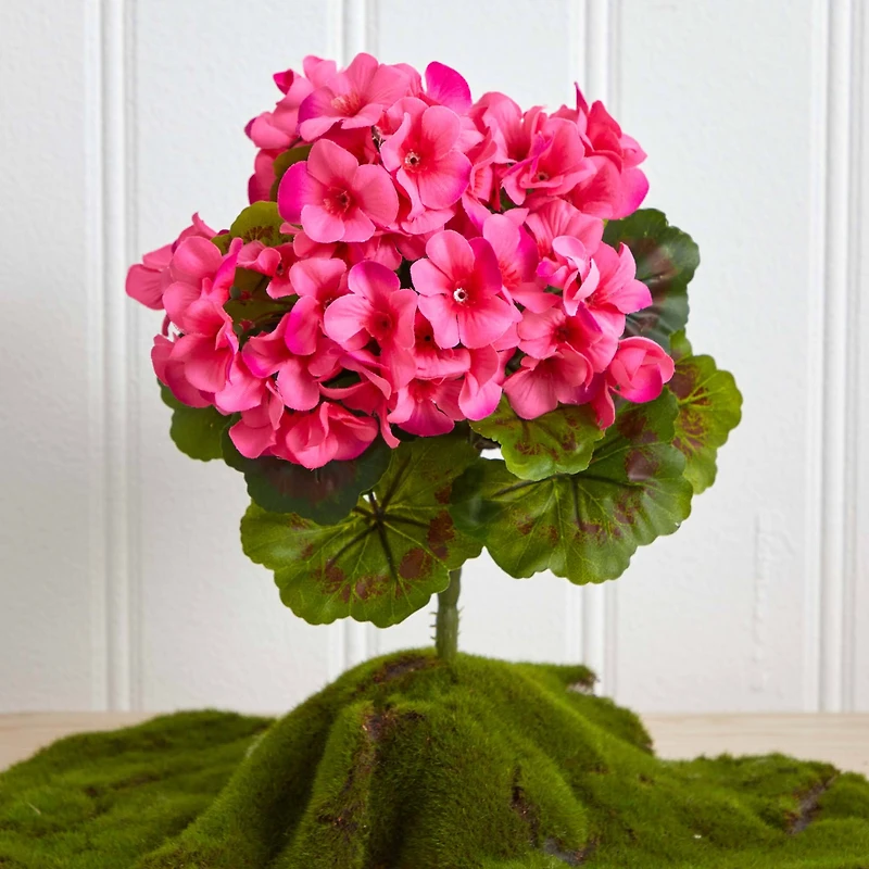 Pink Geranium Bush, 4ct.
